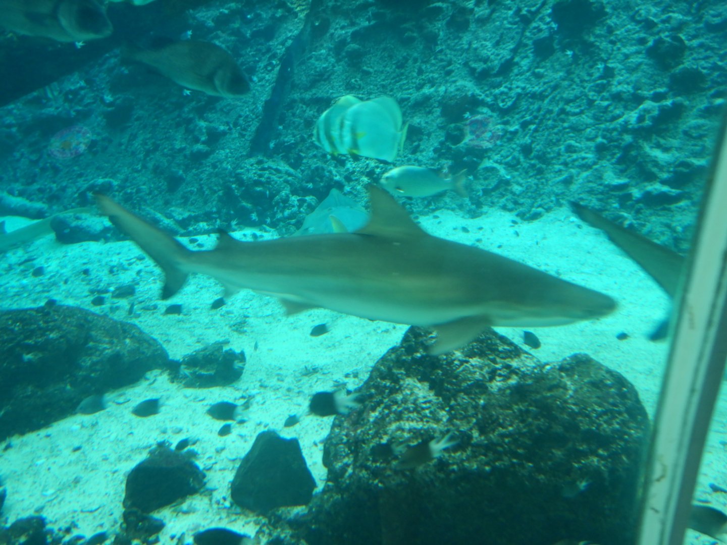 Nervous Whaler Shark