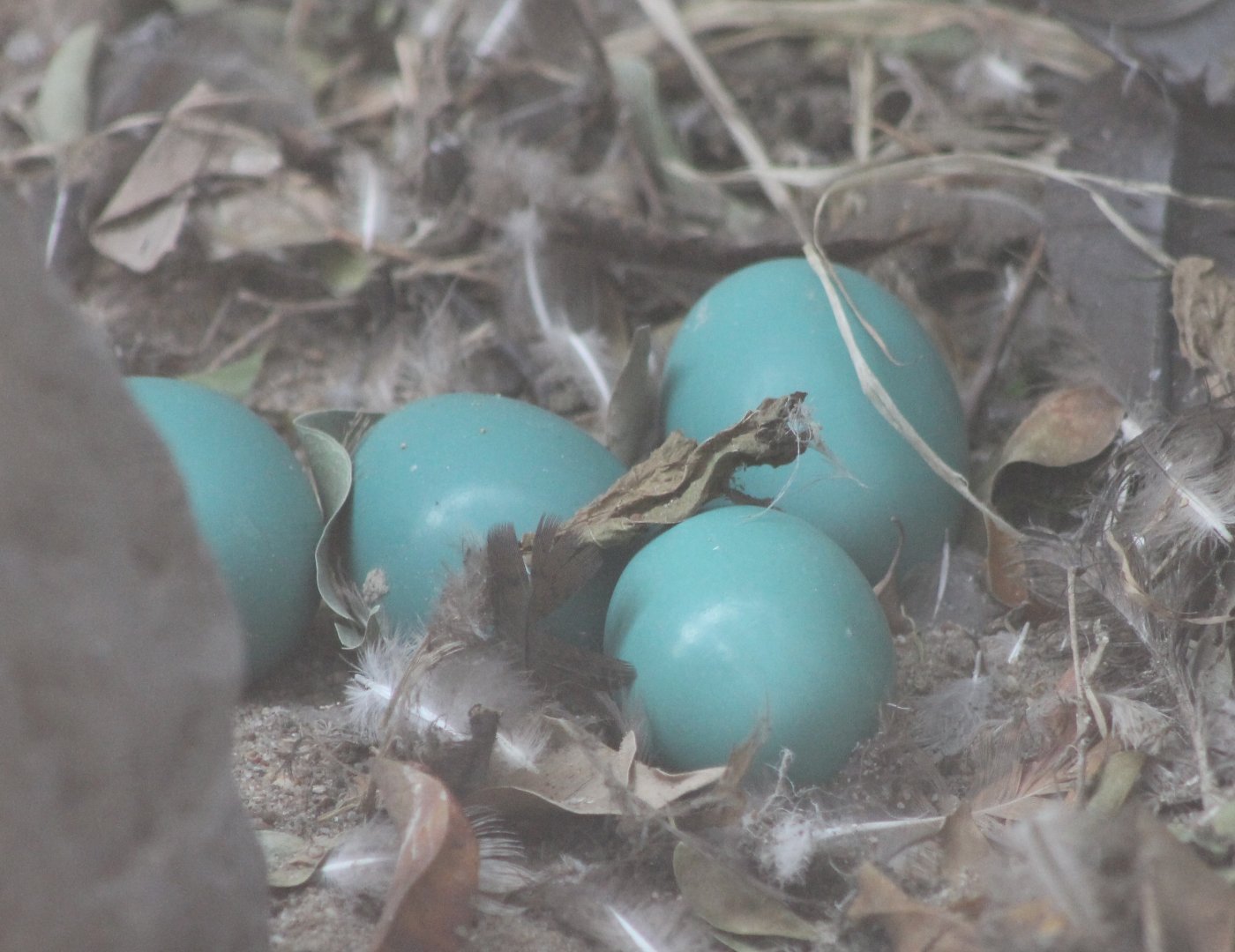 Nest and eggs Solitary tinamou