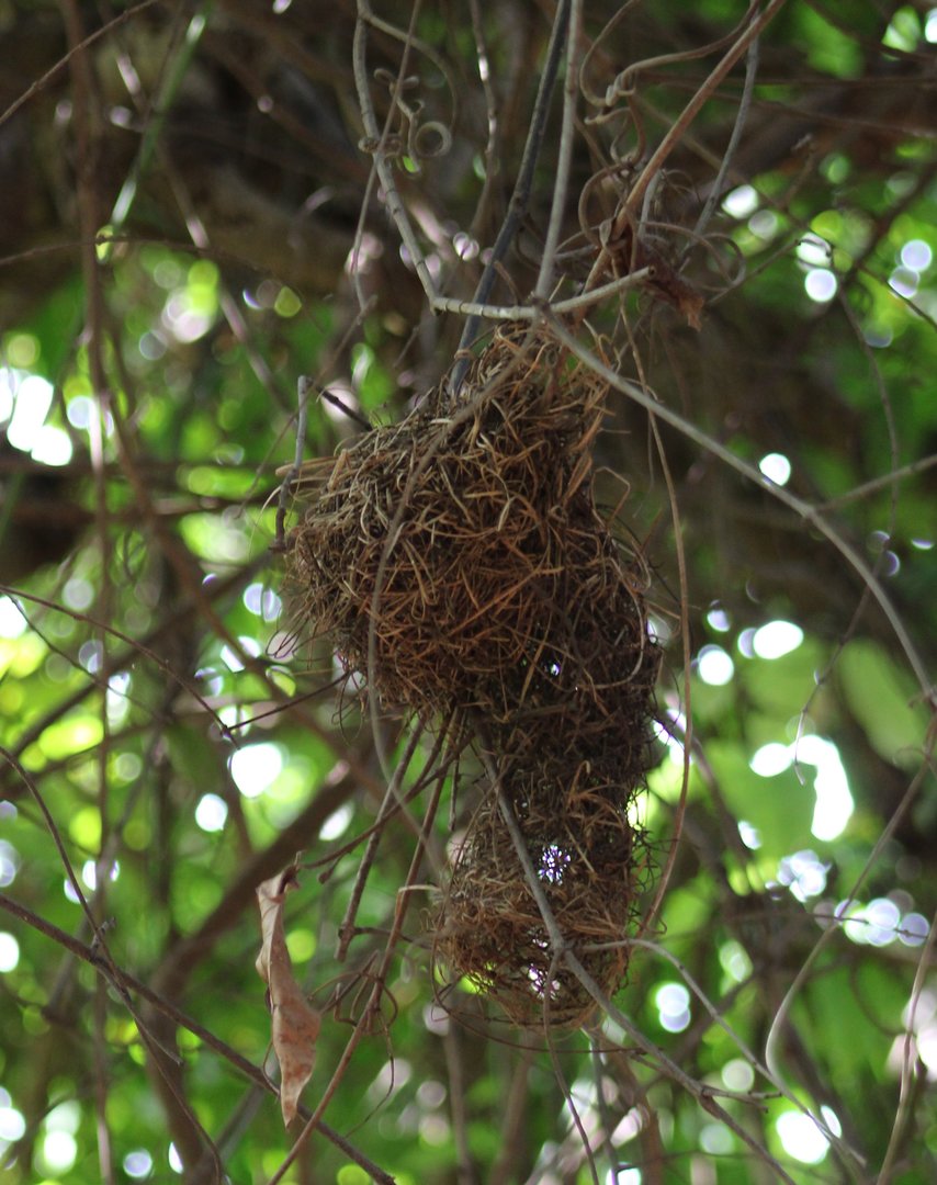 Nest Black-necked weaver