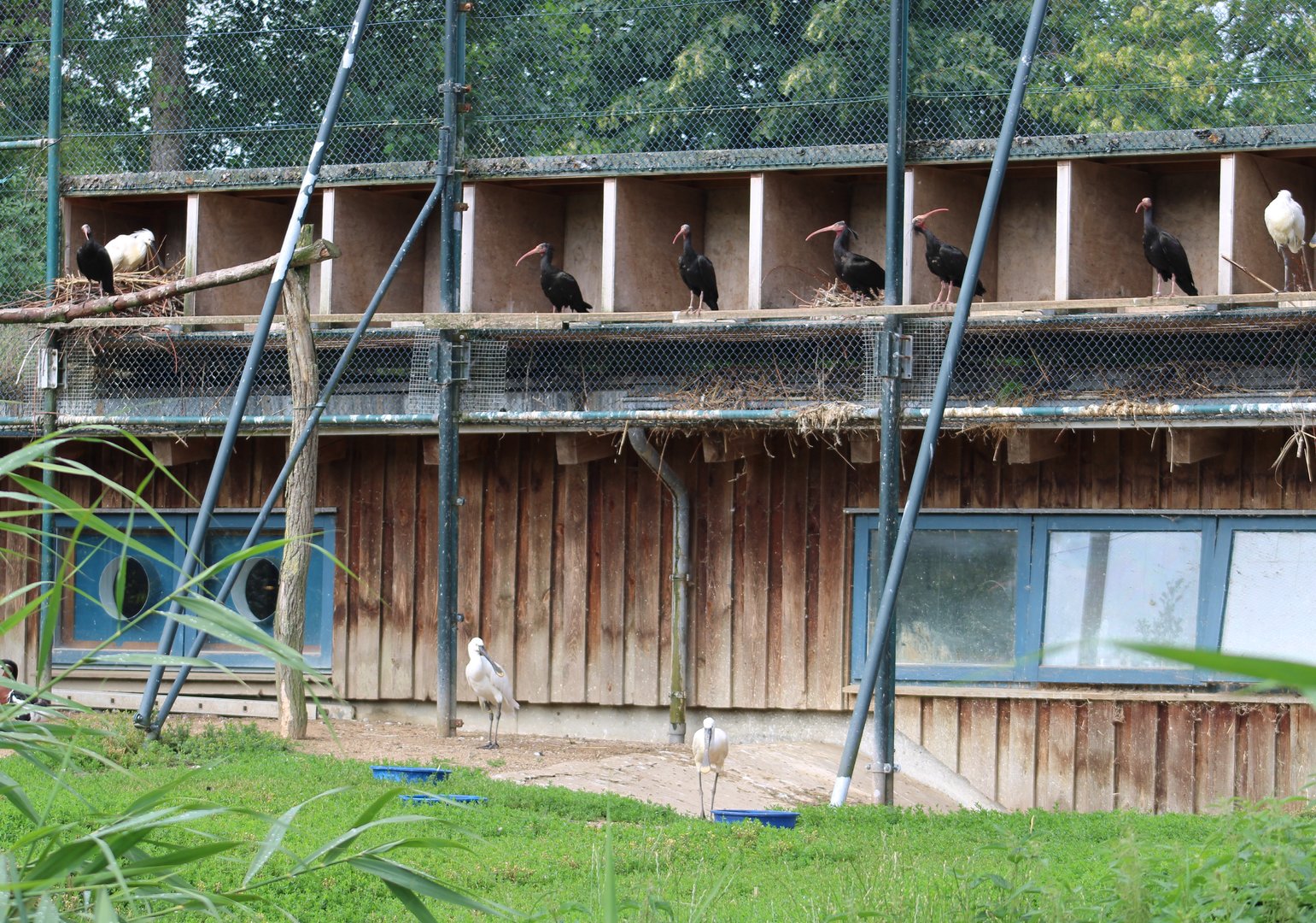 Nest-boxes Bald ibis - European spoonbill