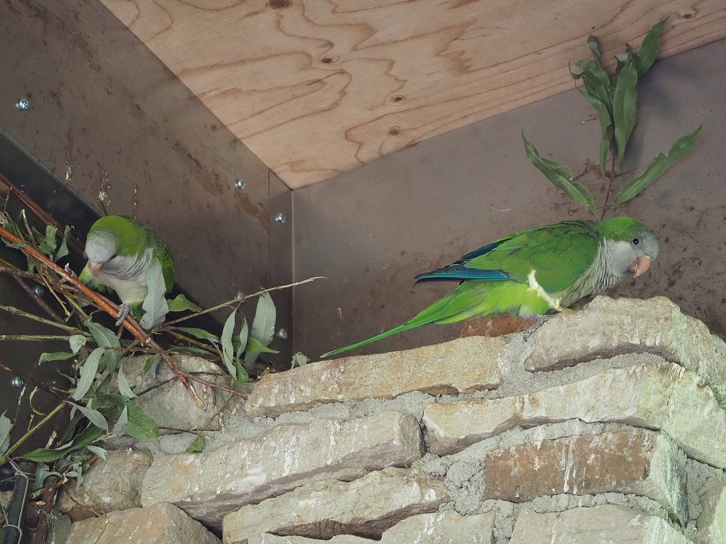 Nest-building Monk parakeets (Myiopsitta monachus), 2022-08-20