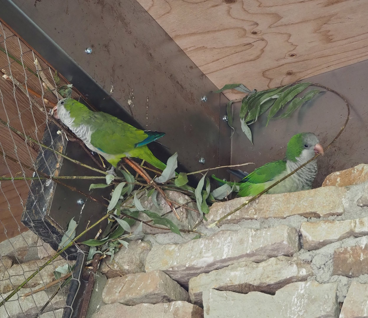 Nest-building Monk parakeets (Myiopsitta monachus), 2022-08-20