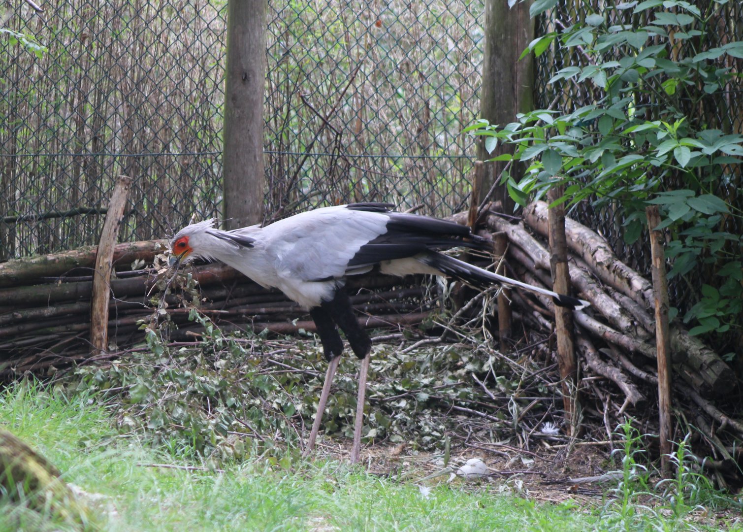 Nest-building Secretary bird