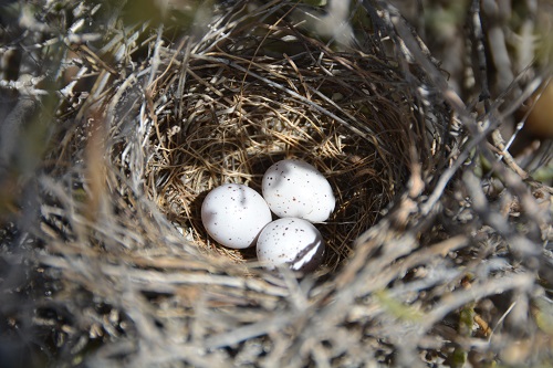 Nest + eggs of crimson chat