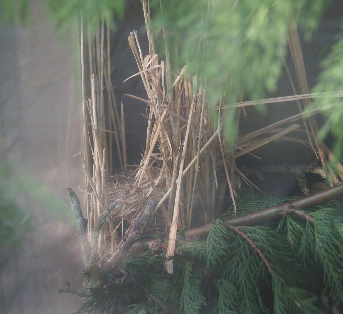 Nest Eurasian harvest mouse (Micromys minutus), 2019-06-01