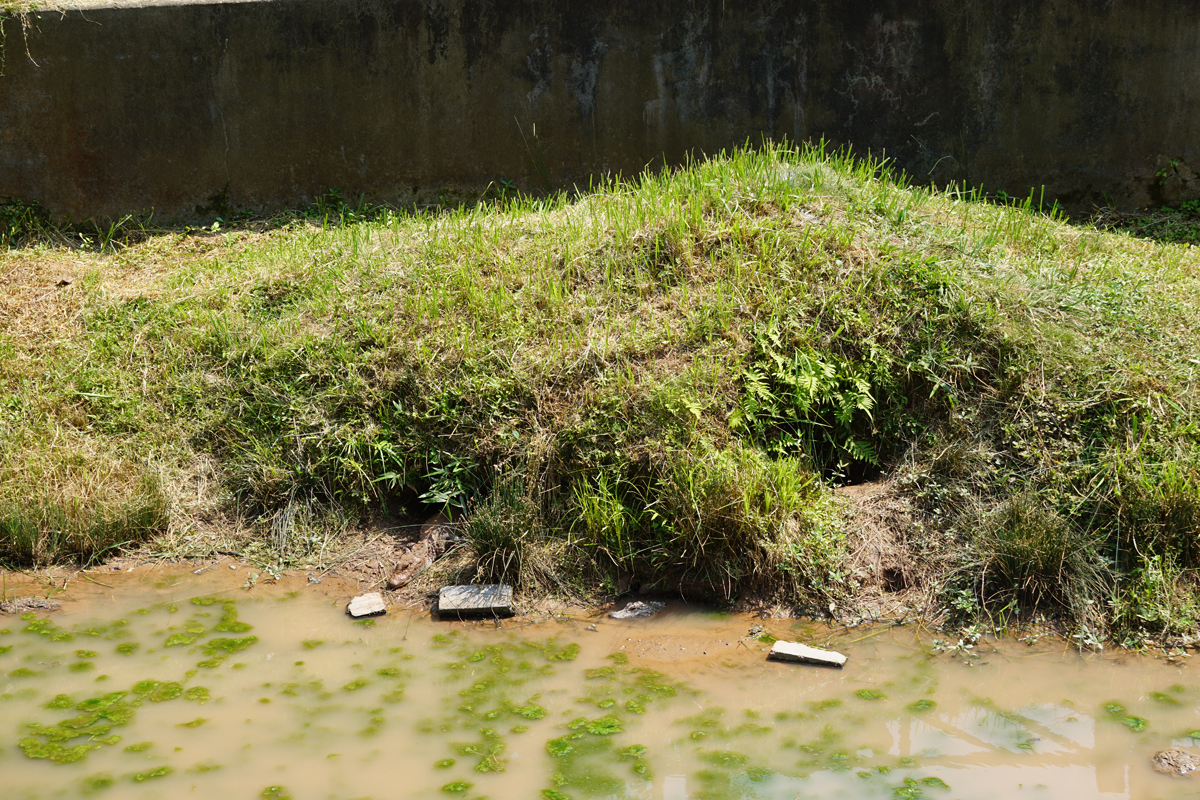 Nest for chinese alligator