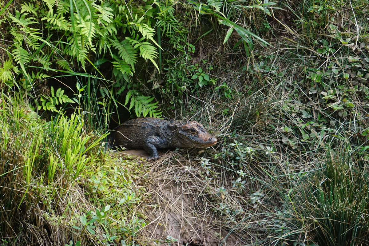 Nest for chinese alligator