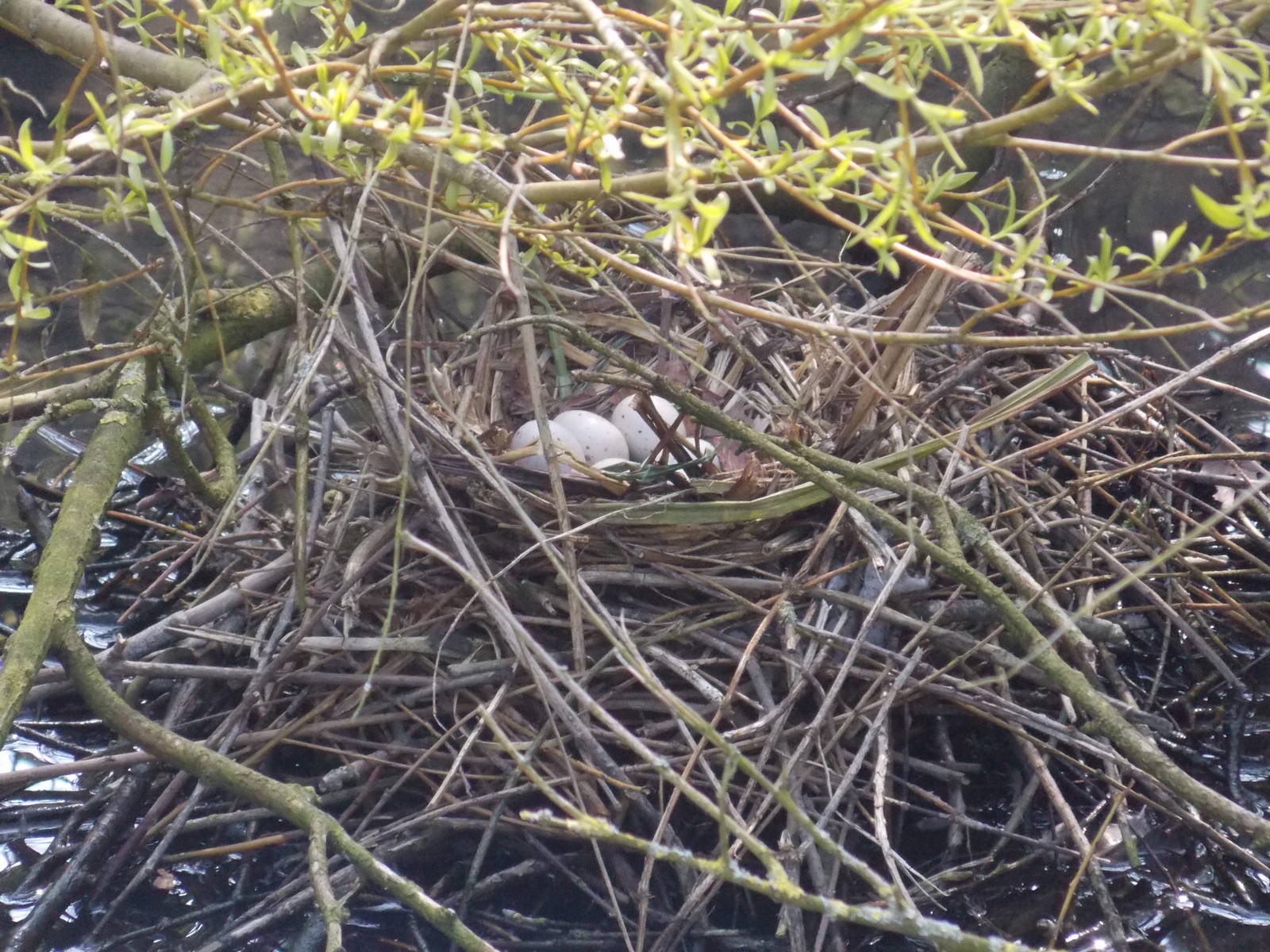 Nest in waterfowl area