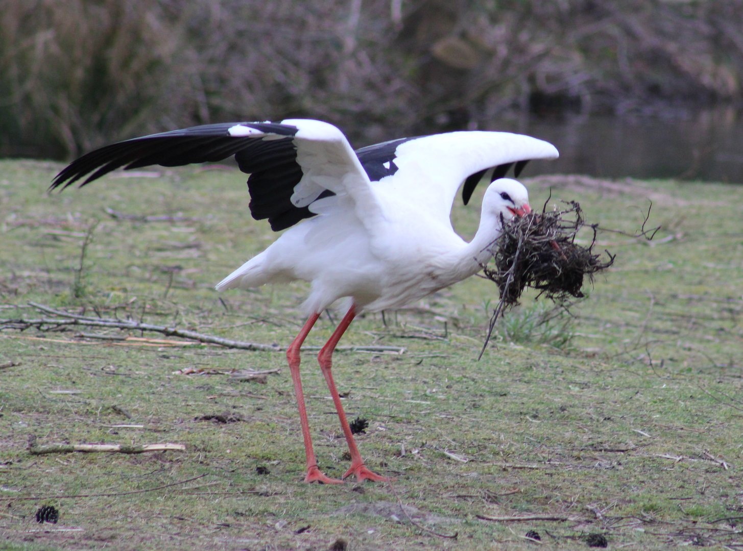 Nest-material carrying White stork