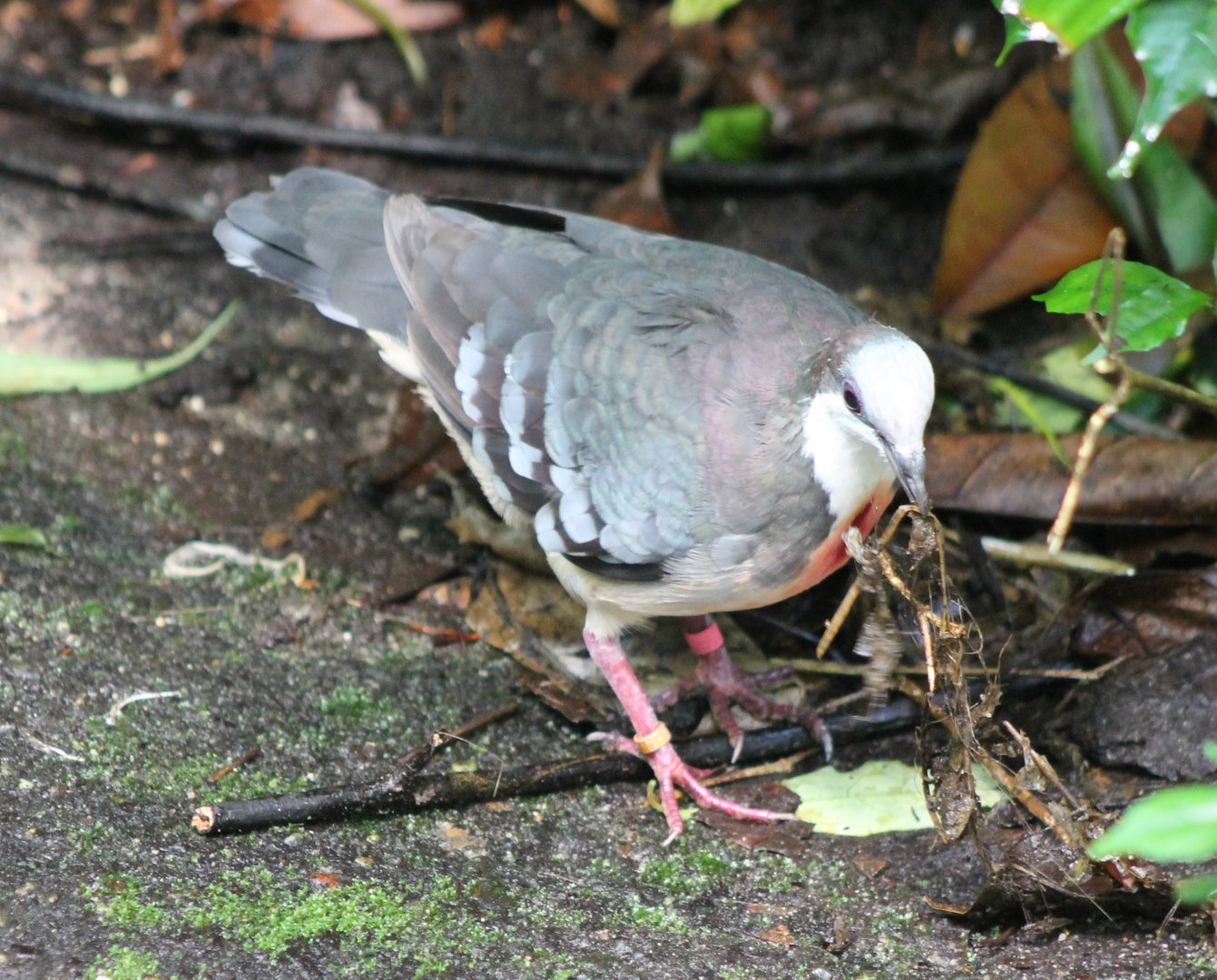 Nest-material collecting Bleeding-heart