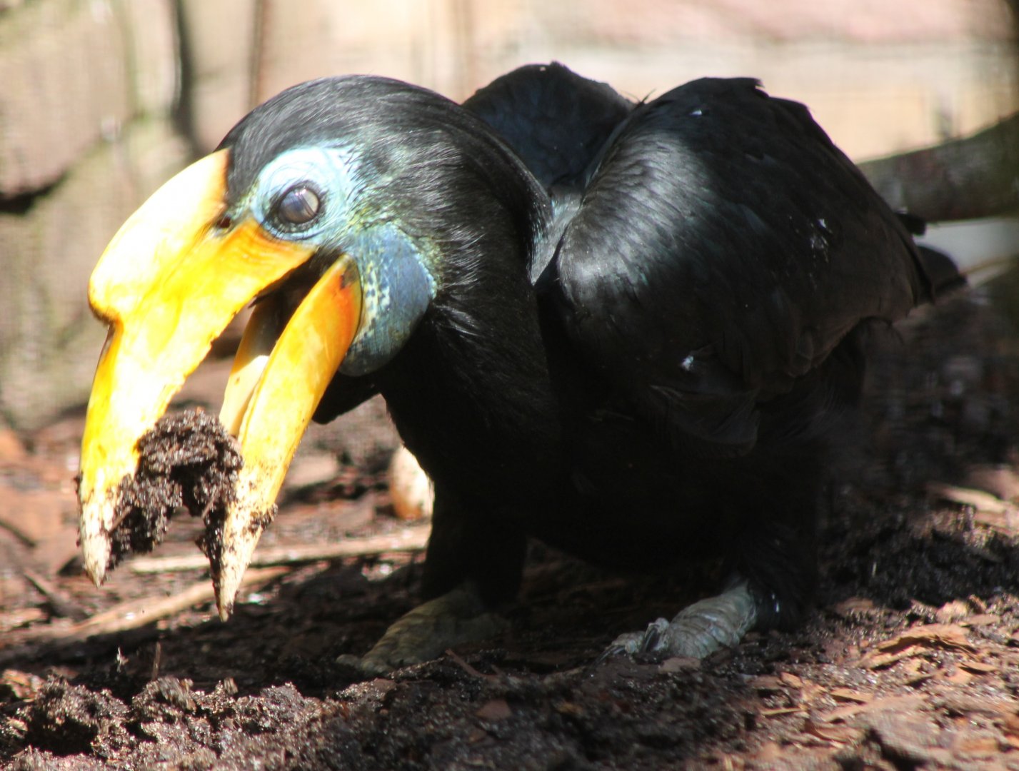 Nest-material collecting Wrinkled hornbill-female