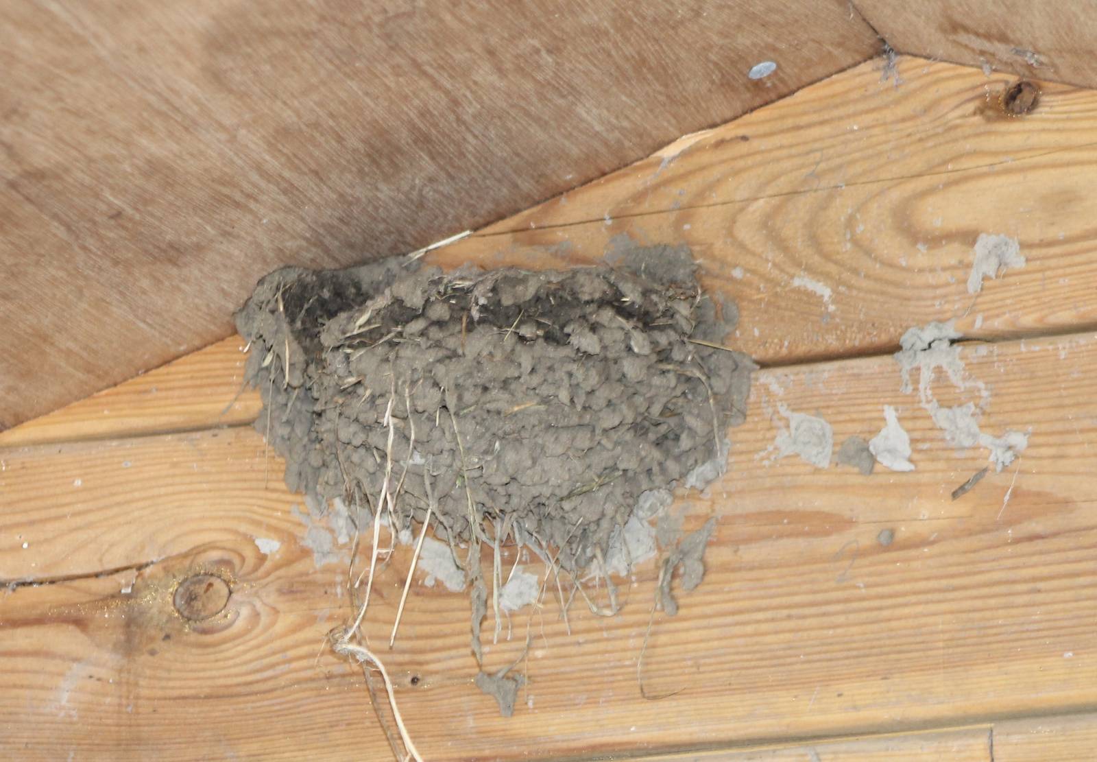 Nest of Barn swallow