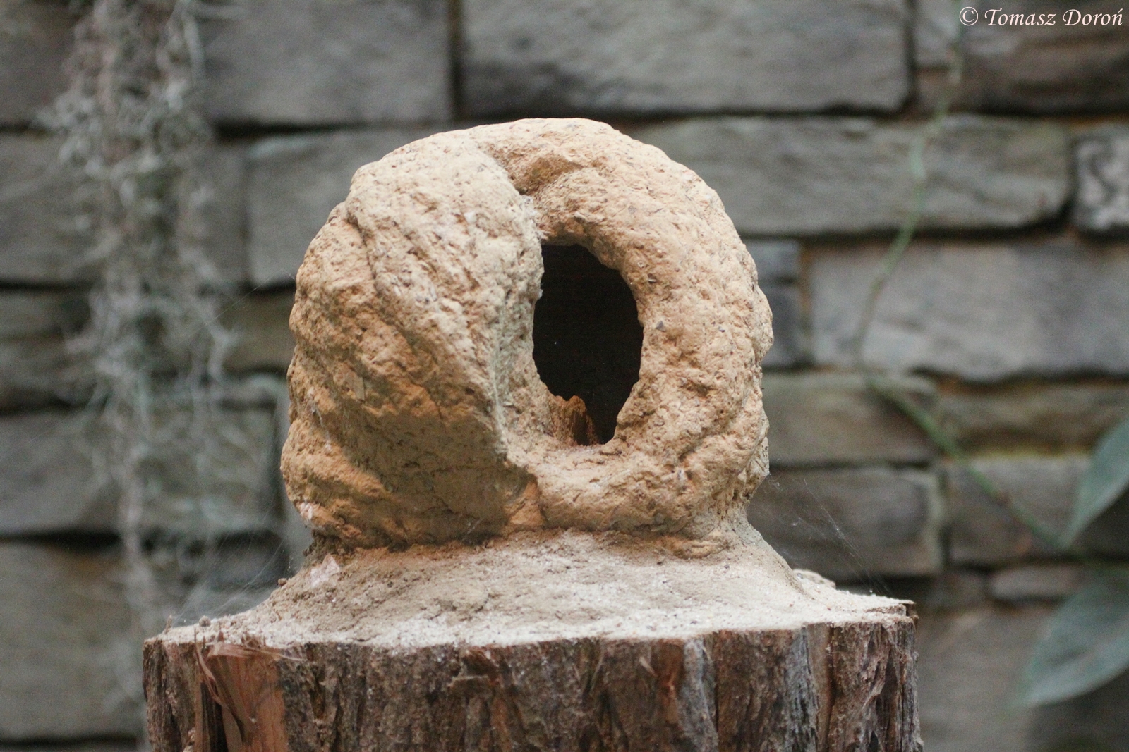 Nest of Caribbean Hornero (Furnarius longirostris), October 2009