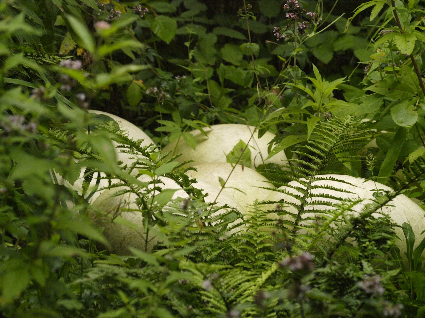 Nest of elephant bird