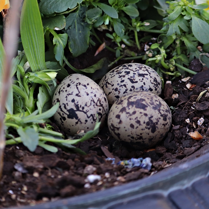 Nest of European oystercatcher (Haematopus ostralegus ostralegus)