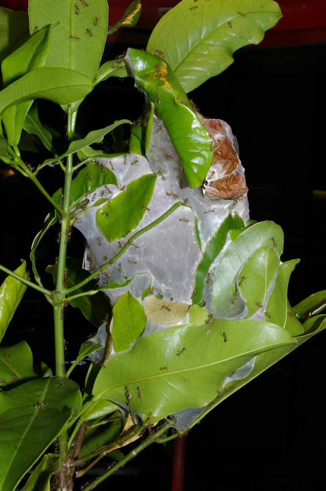 nest of green tree ants (Oecophylla smaragdina)
