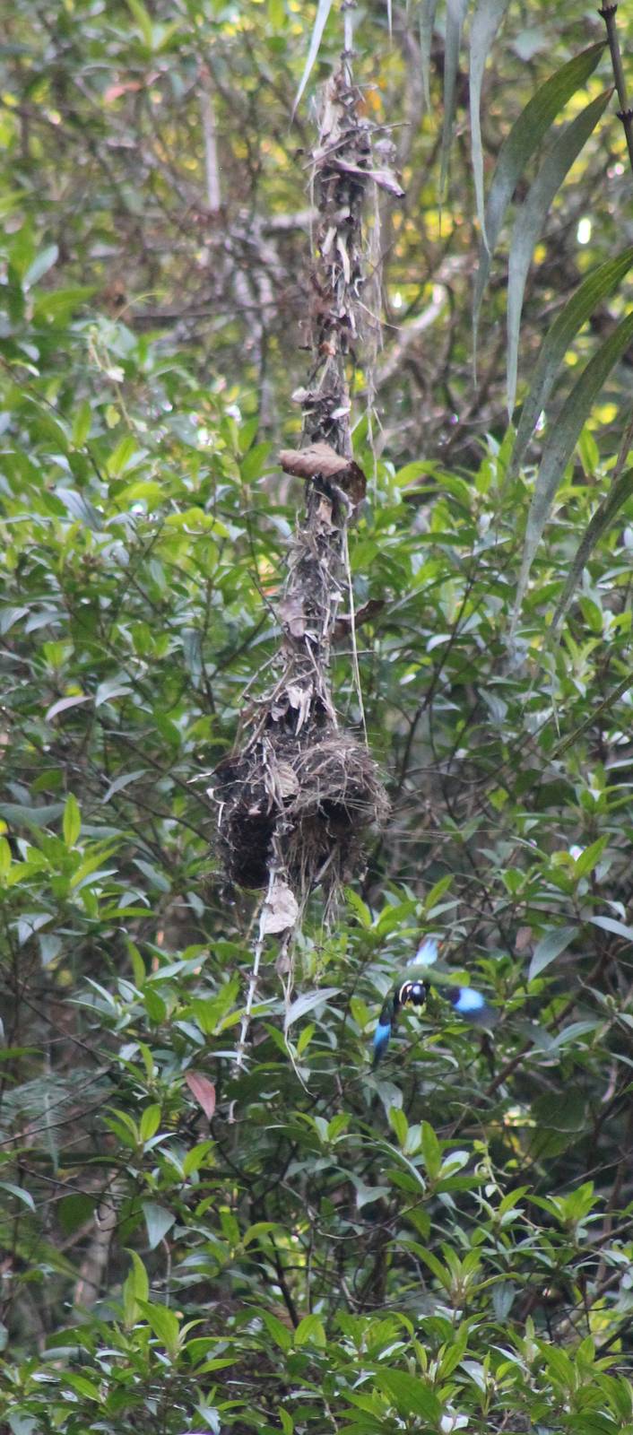 nest of long-tailed broadbill (Psarisomus dalhousiae)