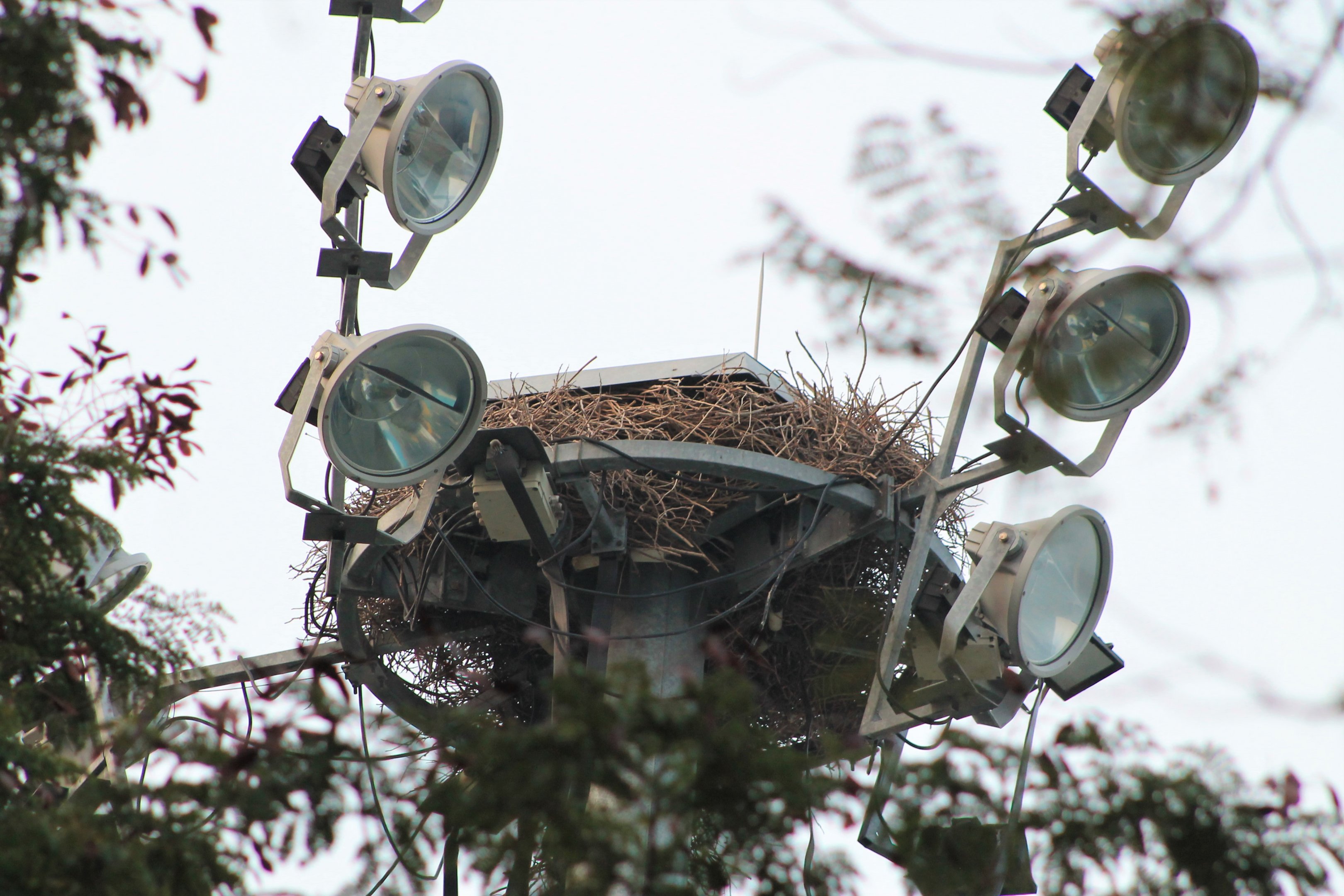 Nest of Monk Parakeets (Myiopsitta monachus)
