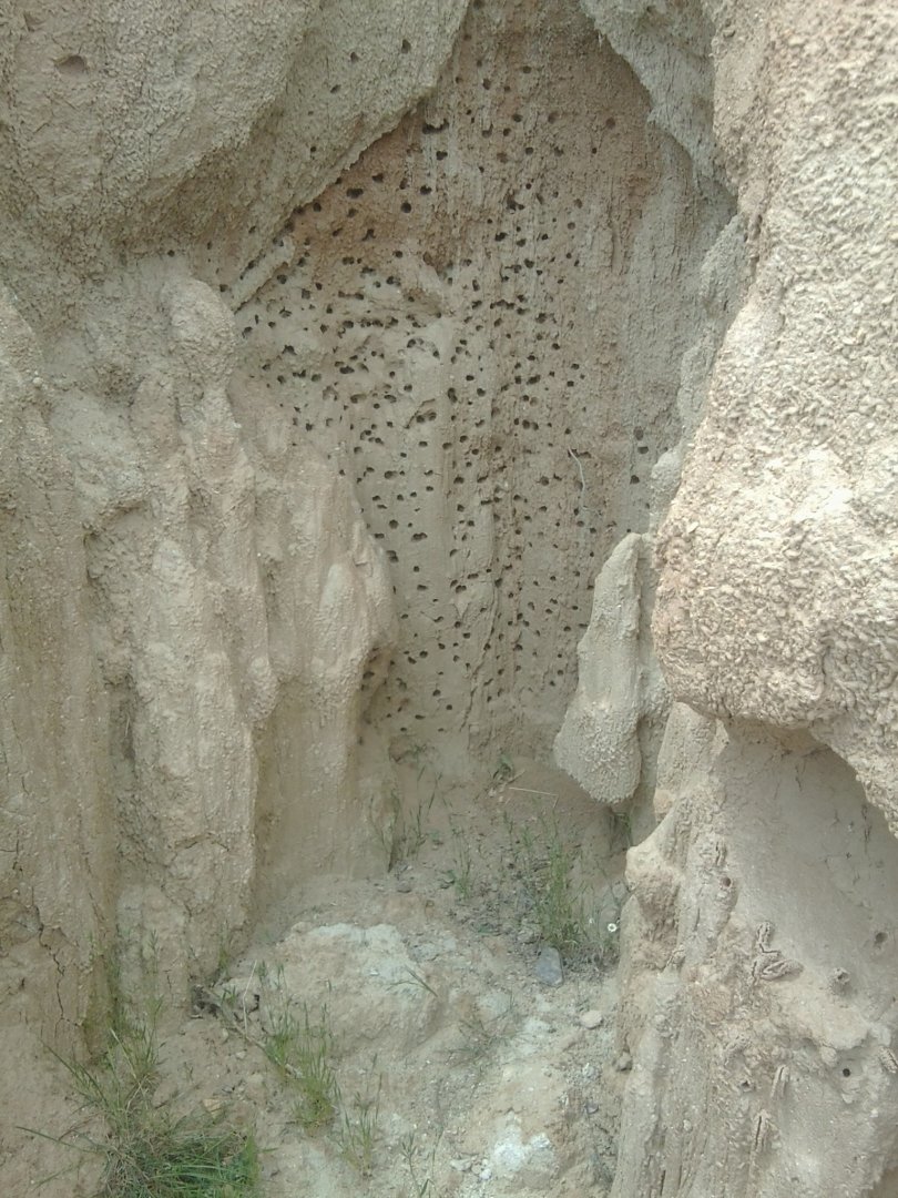 Nest of some wild species of bee-like hymenopterid, in a mud-like accumulation, 450 m above sea level