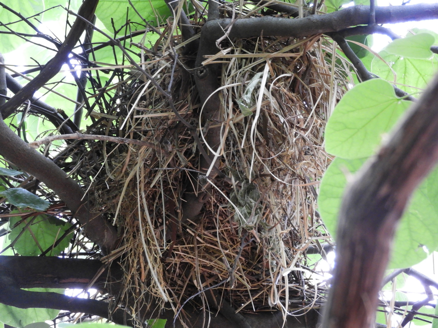Nest of White-Headed Buffalo Weaver (Dinemellia dinemelli)