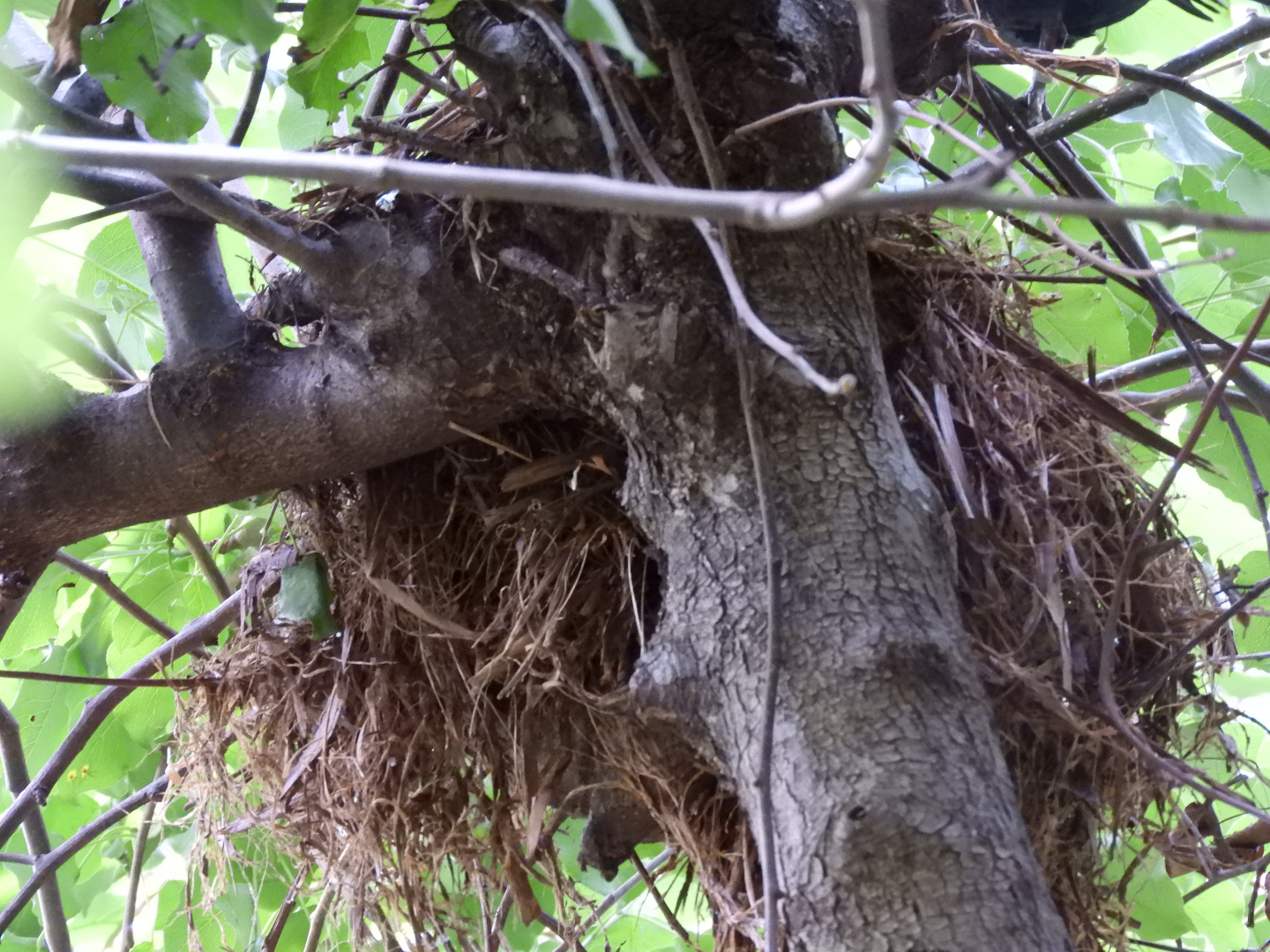 Nest of White-Throated Ground Dove (Alopecoenas xanthonurus)