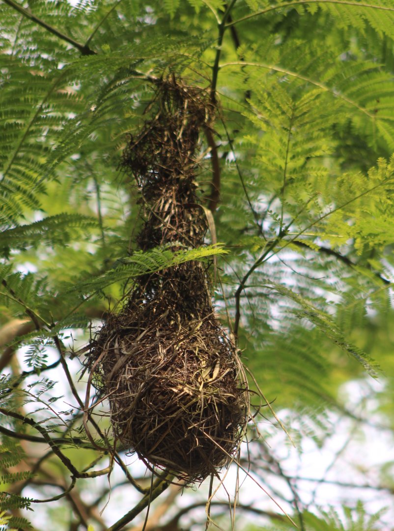 Nest Red-rumped cacique