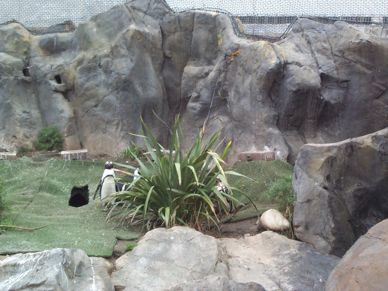 nest site penguin coasts July2000