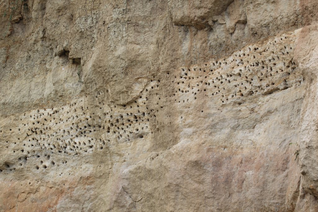Nest sites of Bee-eaters and Kingfishers