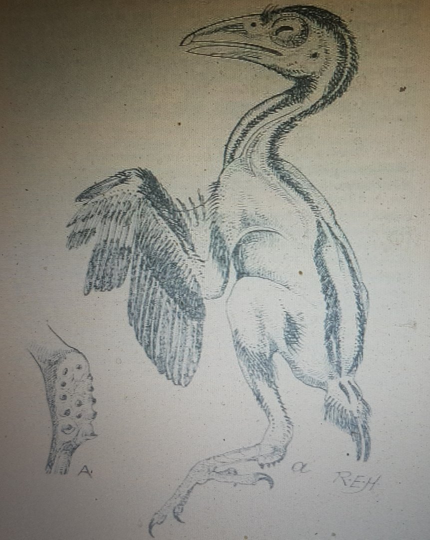 Nest-young Spot-billed toucanet