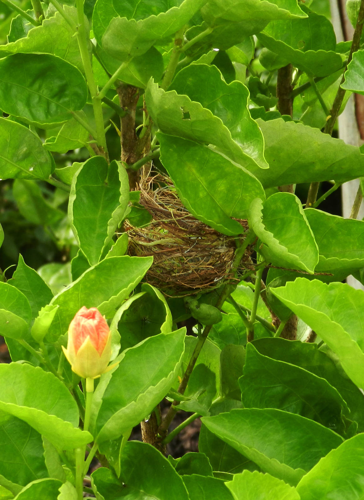 Nest