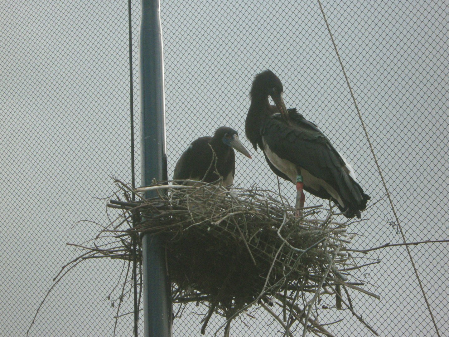 Nesting Abdim's Storks