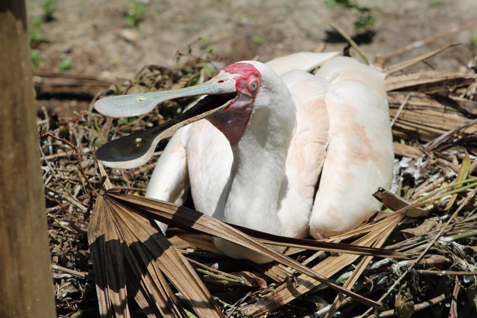 Nesting African Spoonbill (Platalea alba)