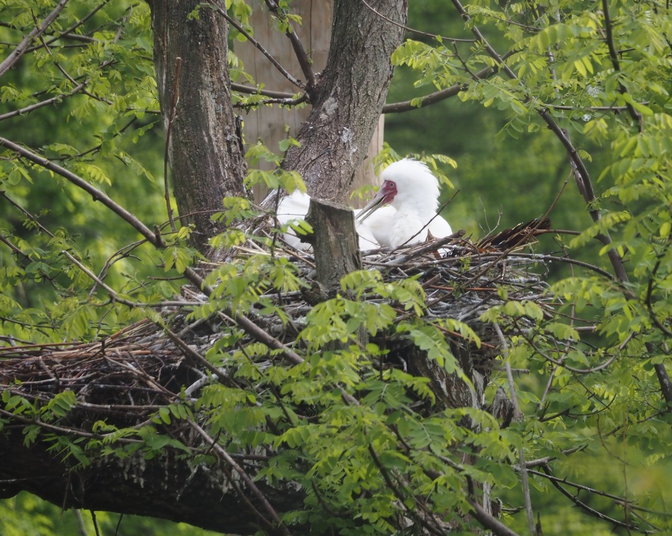 Nesting African spoonbills (Platalea alba), 2025-04-26