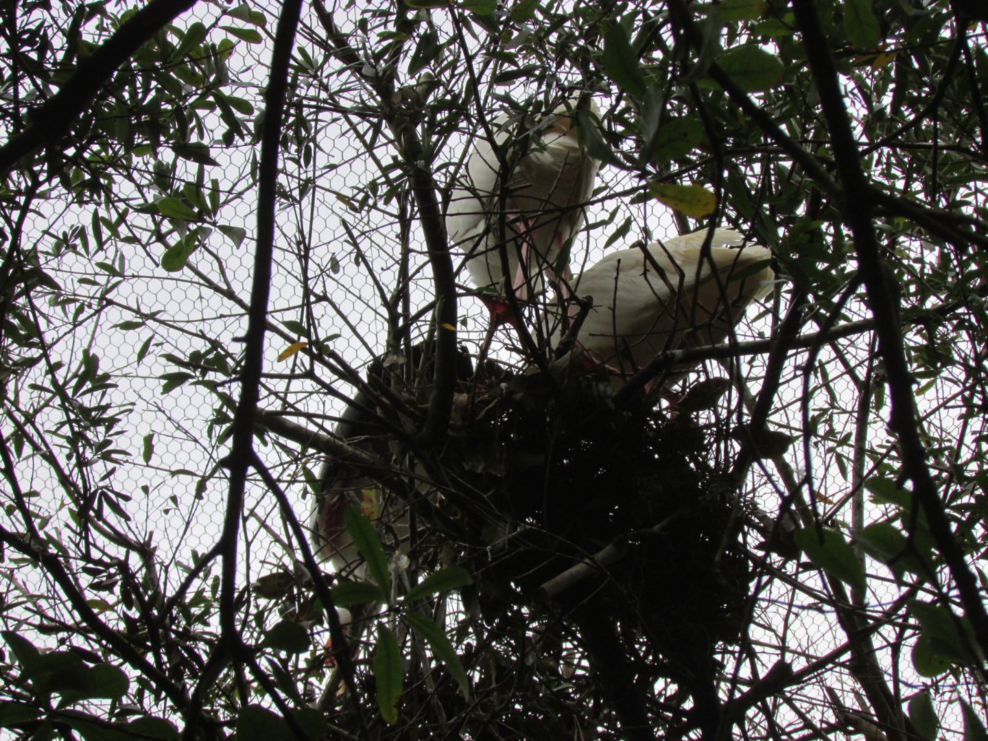 Nesting African Spoonbills