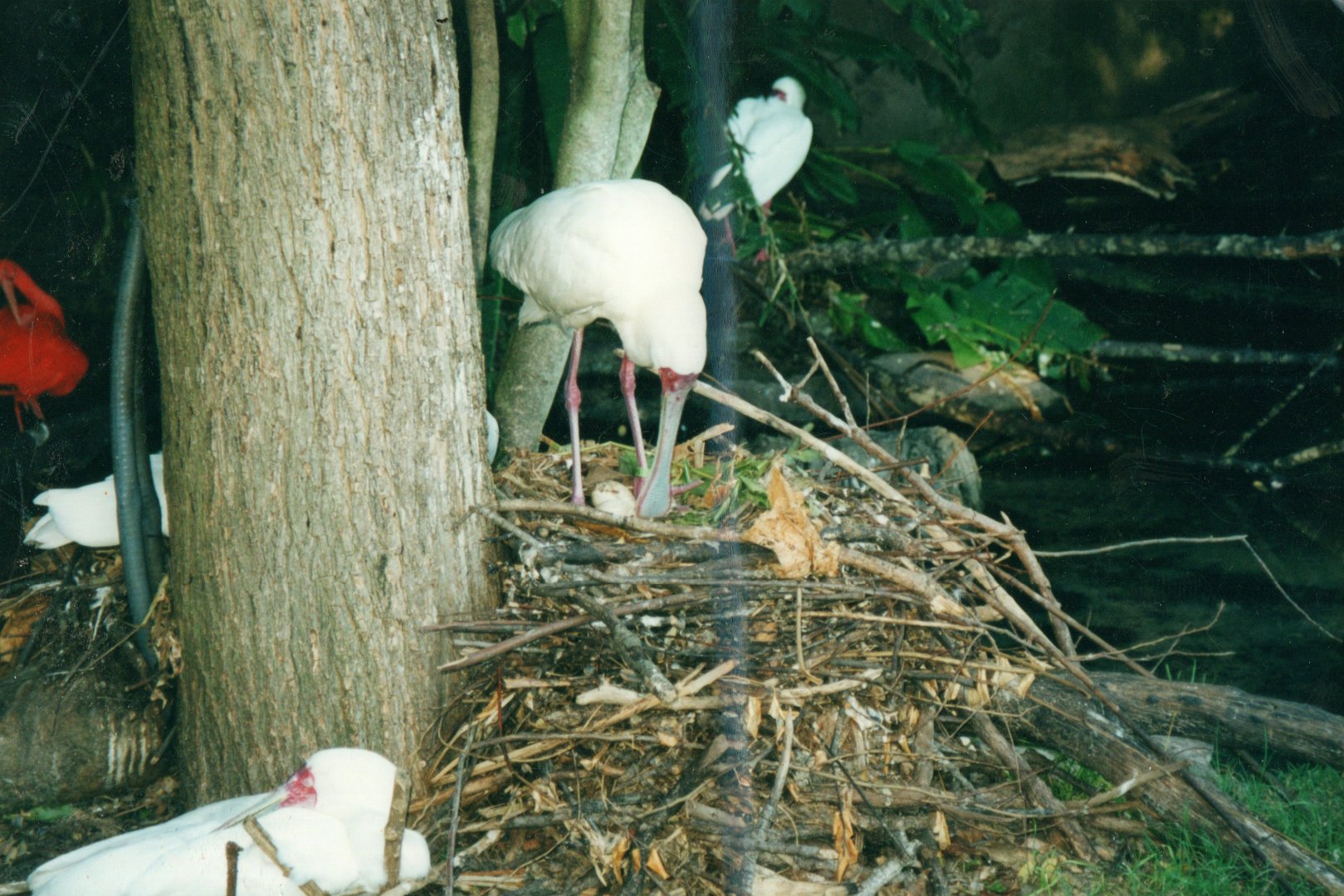 Nesting African Spoonbills