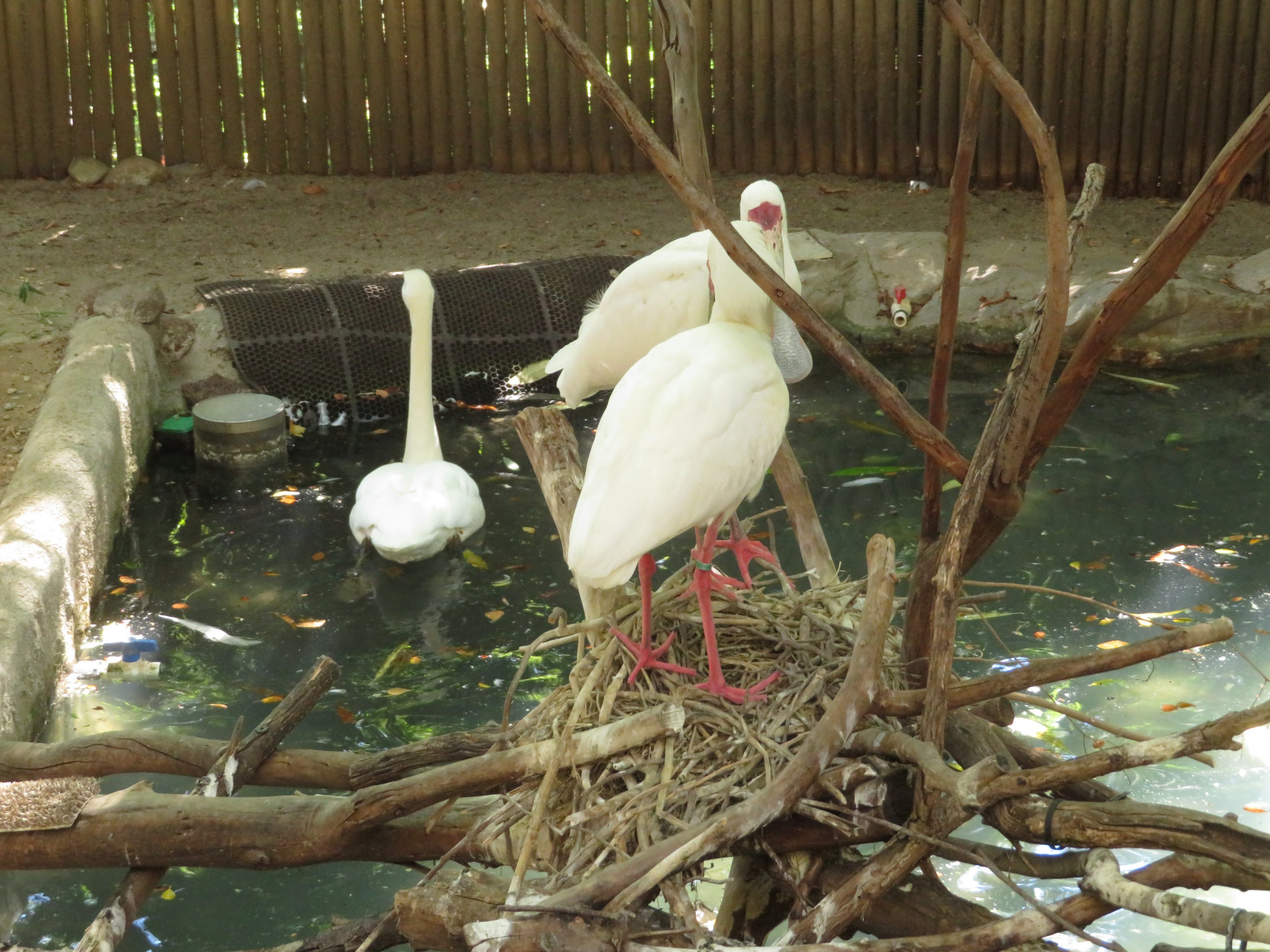 Nesting African Spoonbills