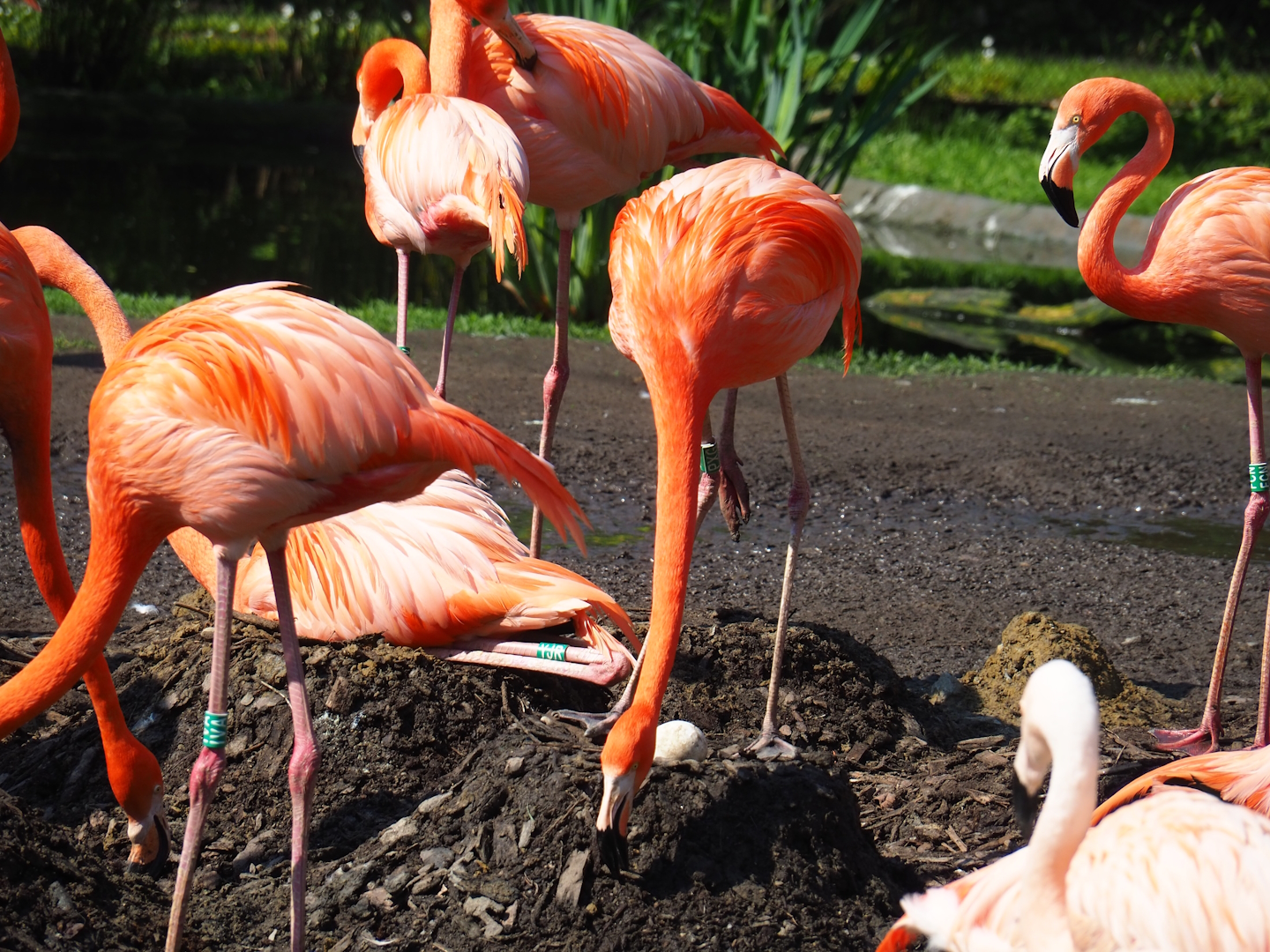 Nesting American flamingos (Phoenicopterus ruber), 2023-05-13