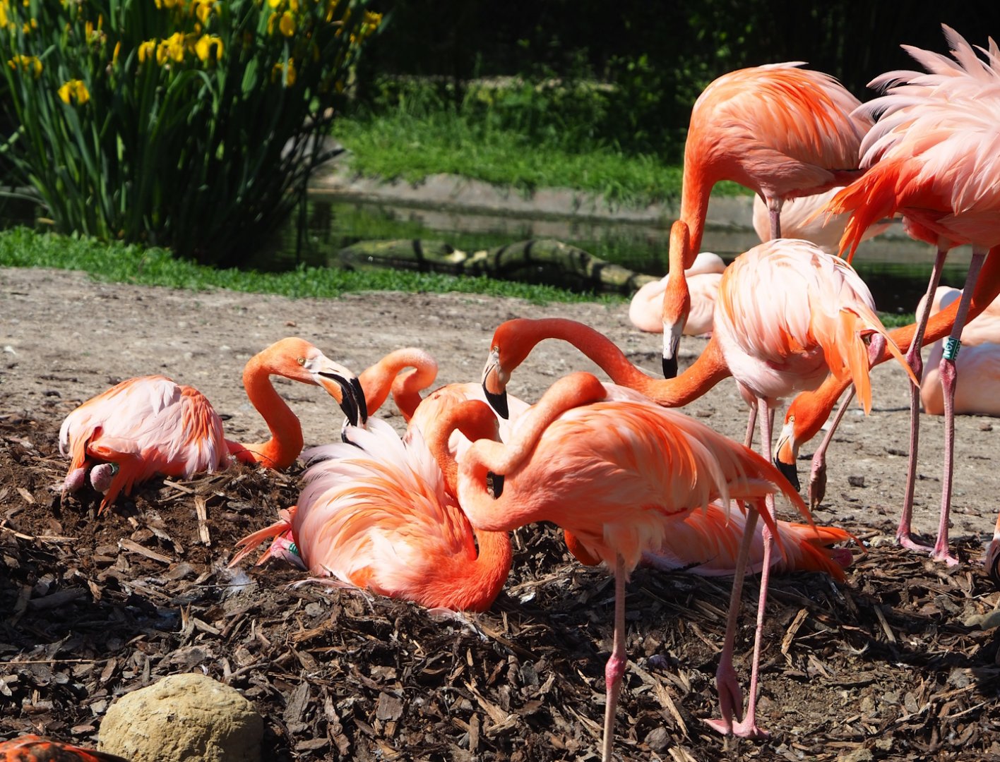 Nesting American flamingos (Phoenicopterus ruber), 2023-06-04