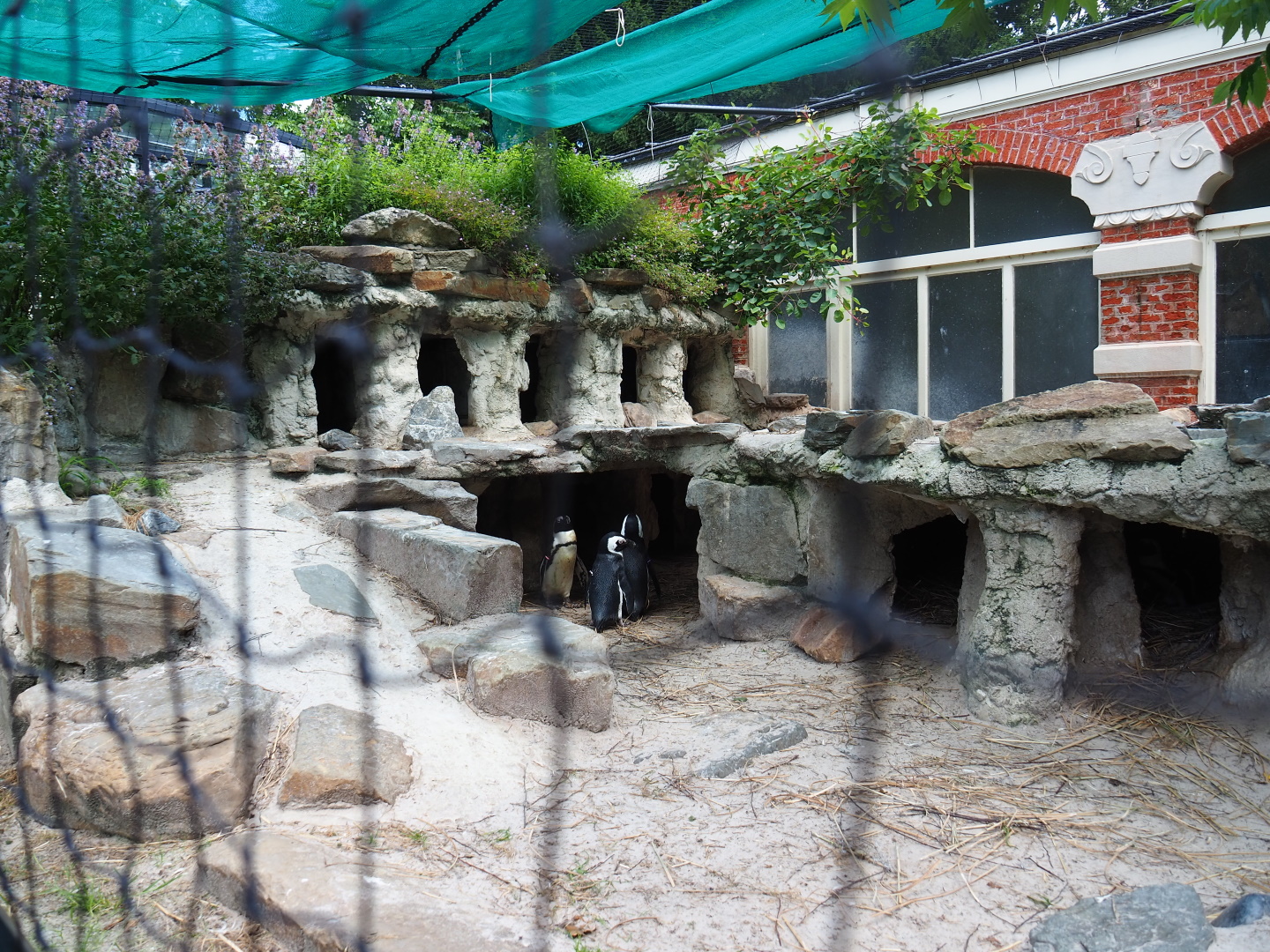 Nesting area for African penguins, 2021-07-17
