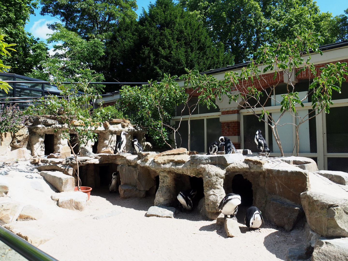 Nesting area in the African penguin exhibit, 2020-06-28
