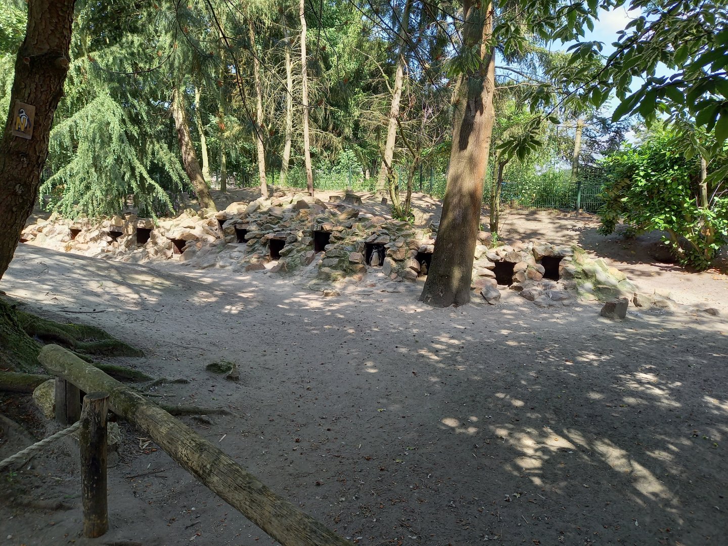 Nesting-area Penguins