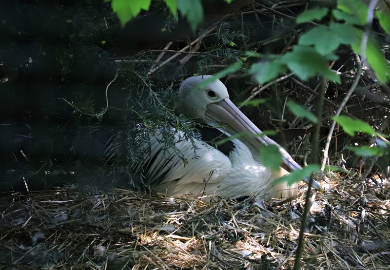 Nesting Australian pelican (Pelecanus conspicillatus)