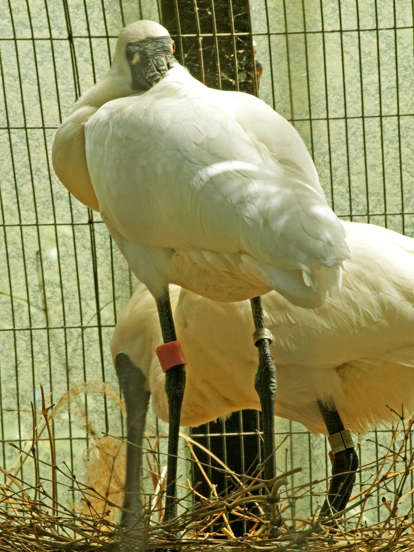 Nesting black-faced spoonbill