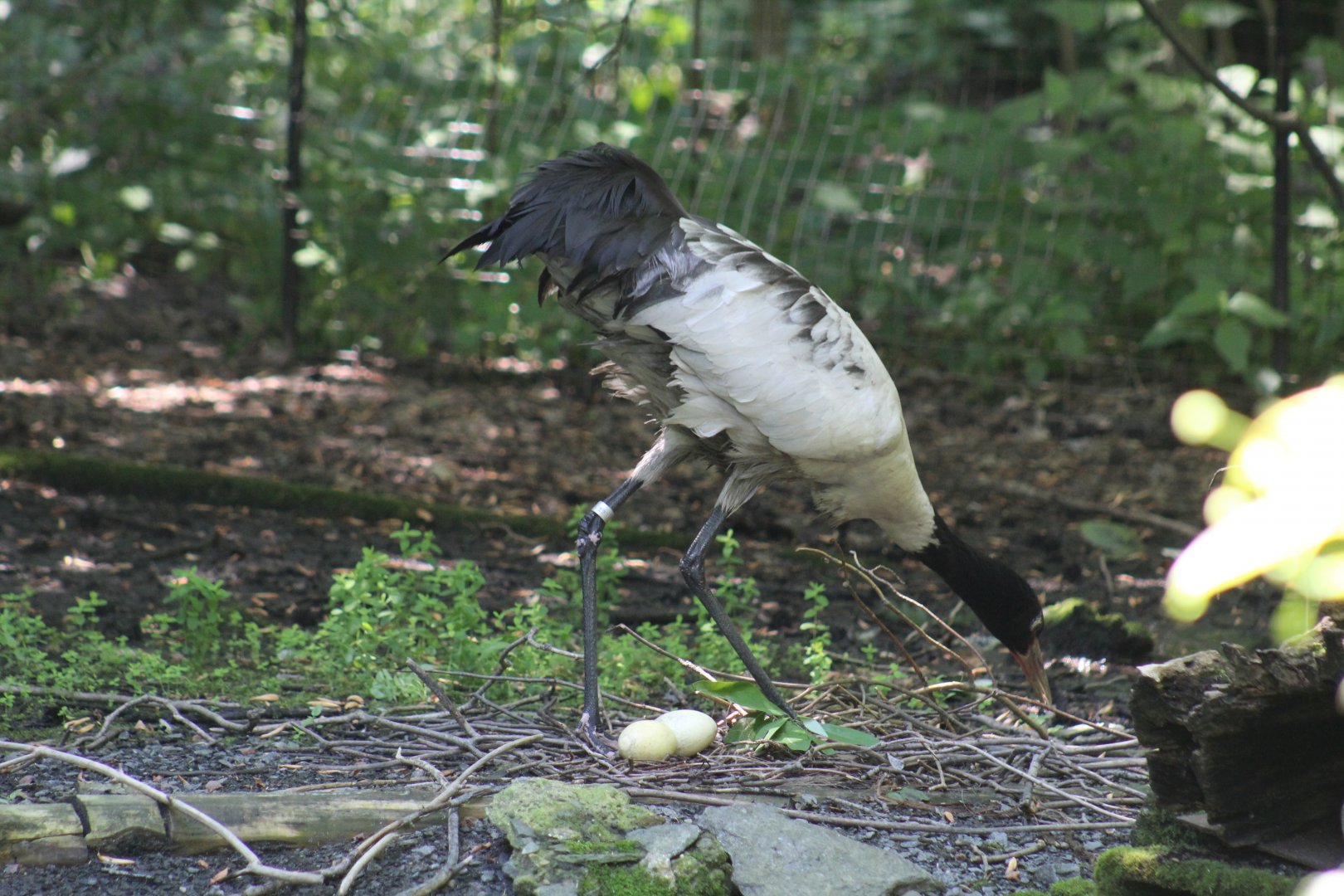 Nesting Black-Necked Crane