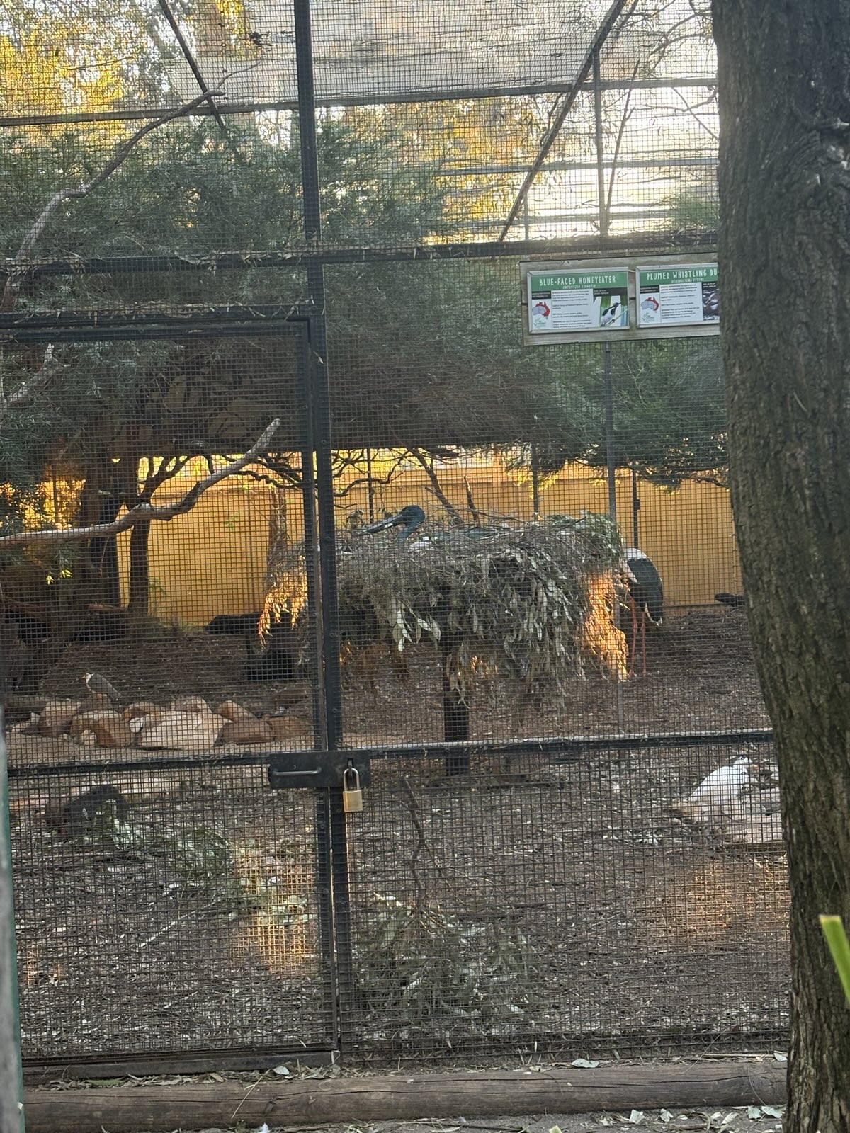 Nesting Black-Necked Stalk