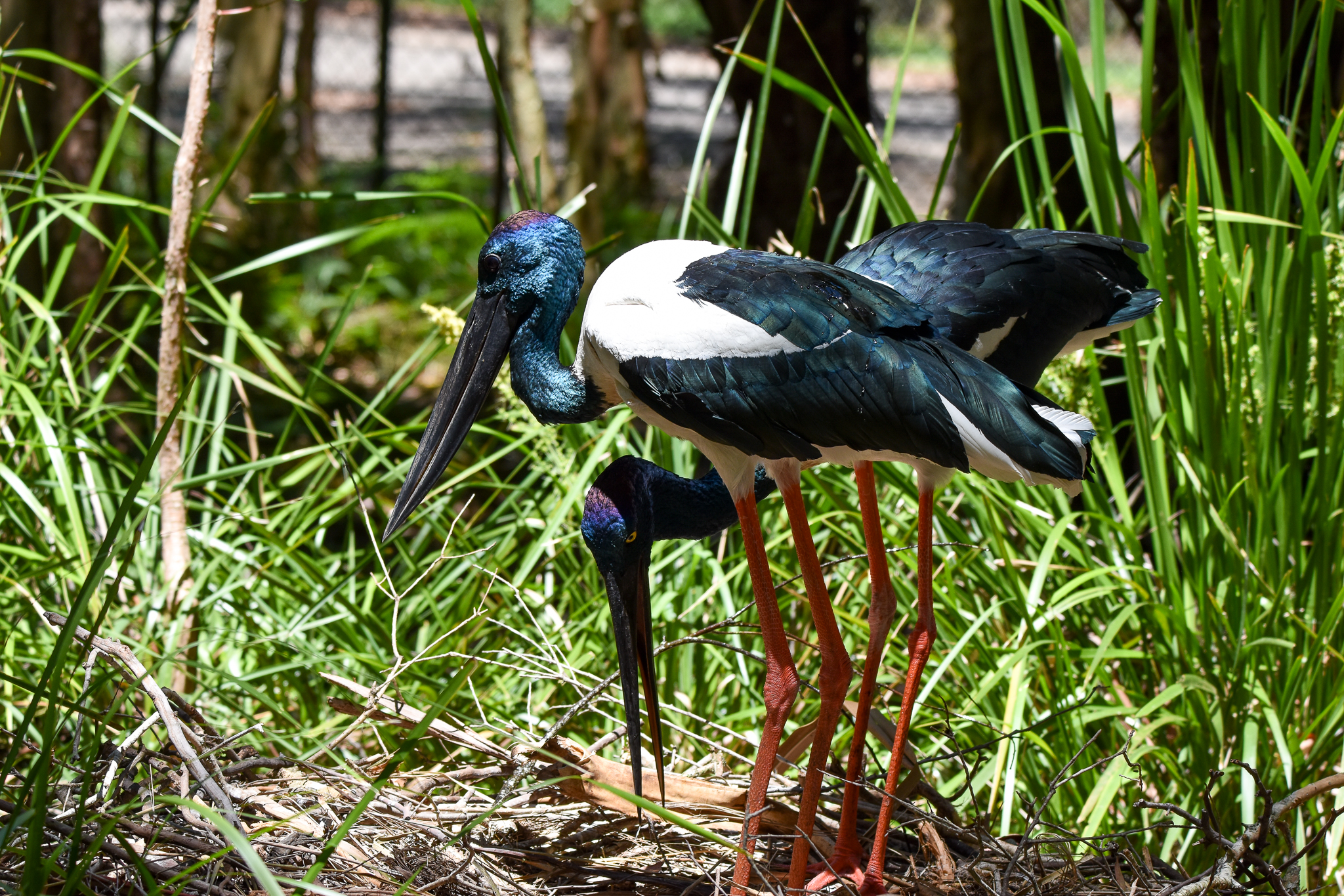 Nesting Black-necked Storks