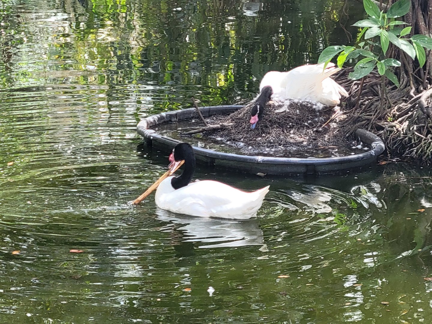 Nesting Black-Necked Swan(Cygnus melancoryphus)