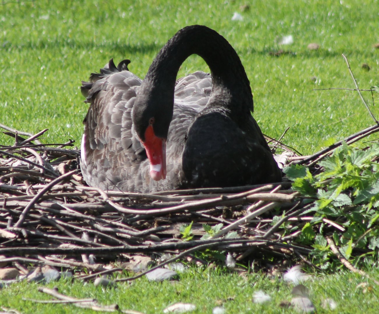 Nesting Black swan