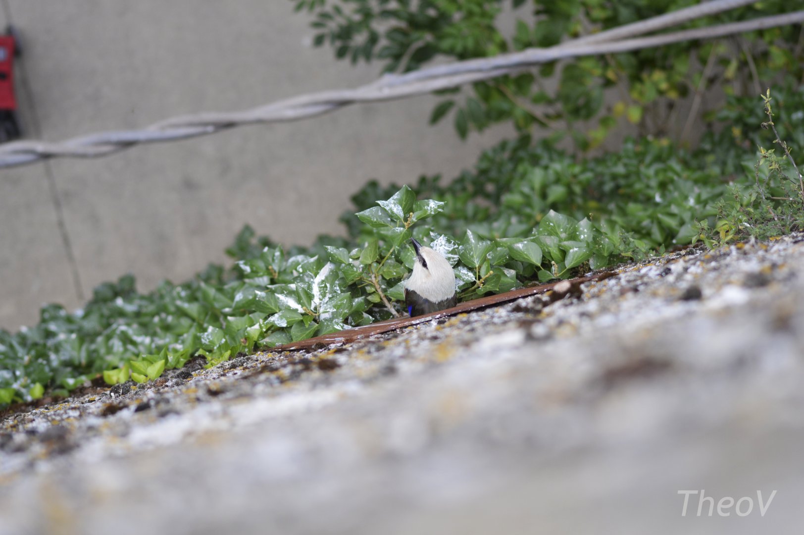 Nesting blue-bellied roller - Sanctuaire des okapis [2020]