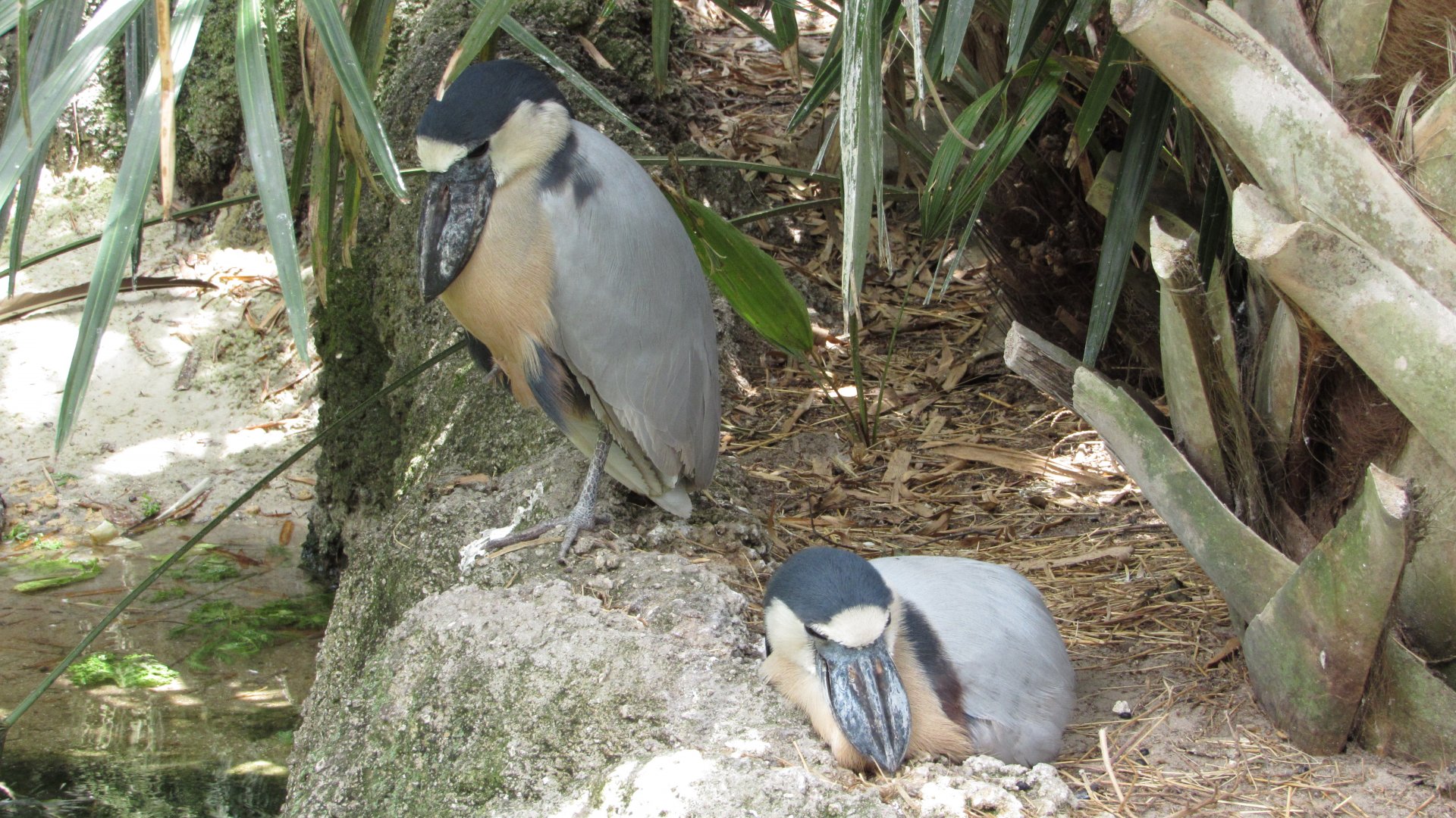Nesting Boat Billed Herons